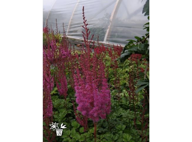 Astilbe chinensis var. taquetii   'Purpurkerze'